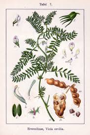 Vicia ervilia - Wikipedia
