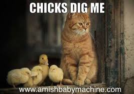 cat meme | Amish Baby Machine Podcast via Relatably.com