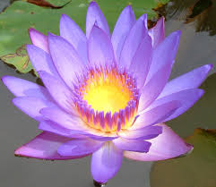 Image result for images of lotus flower