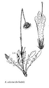 Sp. Knautia calycina - florae.it