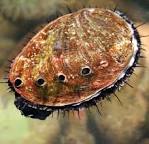 Image result for Sea Abalone
