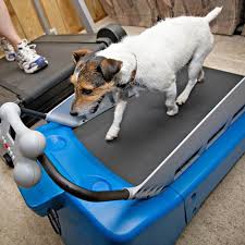 Image result for dog on treadmill
