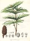 taxodiaceae