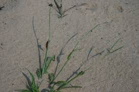 Paspalum setaceum - Michigan Flora