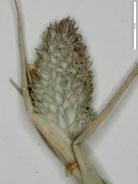Crypsis schoenoides - Michigan Flora