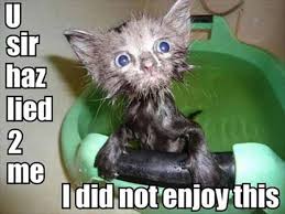 Image result for Funny Animal Photos