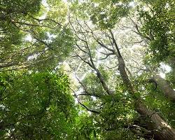 제주곶자왈도립공원 풍경 나무 숲길, AI로 생성