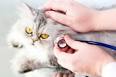 La vaccination des chatons et des chats Fiches conseils