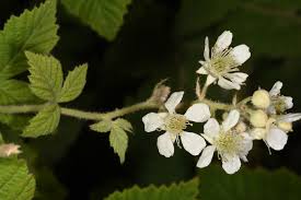 Rubus aetnicus Weston | Plants of the World Online | Kew Science