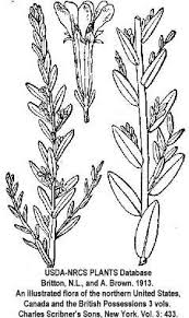 Lythrum hyssopifolia - Online Virtual Flora of Wisconsin