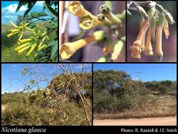 Nicotiana glauca Graham: FloraBase: Flora of Western Australia