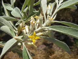 Elaeagnus angustifolia Calflora