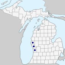 Petrorhagia prolifera - Michigan Flora