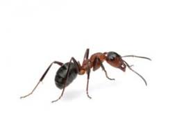 Résultats de recherche d'images pour « photo fourmis »