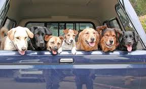 Image result for dogs on GGNRA land pictures