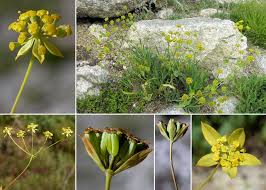 Bupleurum ranunculoides L. - Sistema informativo sulla flora delle ...