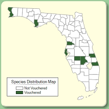 Pseudosasa japonica - Species Page - ISB: Atlas of Florida Plants