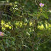 Species, Wild Rose, Old Garden, Pine-scented Rose Rosa glutinosa