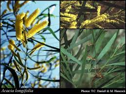 Acacia longifolia (Andrews) Willd.: FloraBase: Flora of Western ...