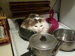 Image result for cats using stove