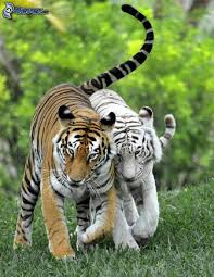 Résultat de recherche d'images pour 'tigre blanc'