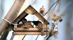 Image result for world sparrow day 2016 theme