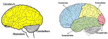 Image result for cerebrum