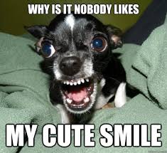 why is it nobody likes my cute smile - Chihuahua Logic - quickmeme via Relatably.com