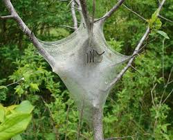 Image result for eastern tent caterpillar