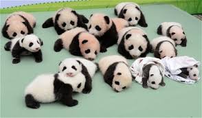Znalezione obrazy dla zapytania panda