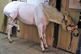 Image result for colicing horse