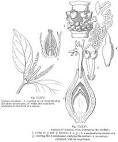 gnetaceae