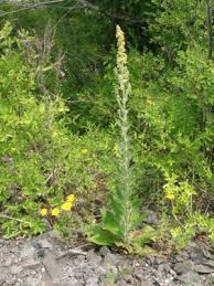 Verbascum lychnitis - Michigan Flora