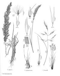 Calamagrostis epigejos - FNA