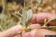 Syrian beancaper: Zygophyllum fabago (Sapindales ...