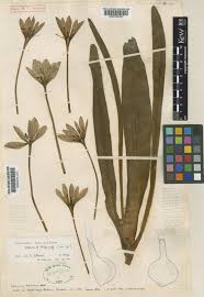 Colchicum haynaldii Heuff. | Plants of the World Online | Kew Science