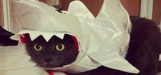 Image result for cat dressed as shark
