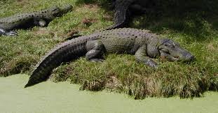 Image result for alligators