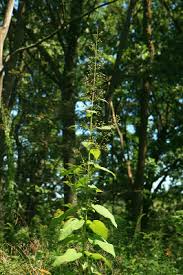 Scrophularia marilandica - Michigan Flora