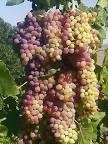 Image result for small grapes name