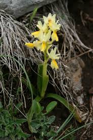 Orchis pauciflora - Wikipedia