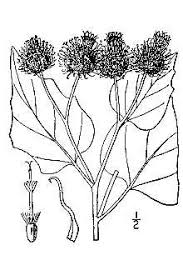 Plants Profile for Arctium tomentosum (woolly burdock)