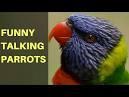 montefiori collection 2 parrots singing and talking parrots for sale