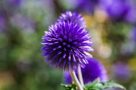 100+ Free Echinops & Bloom Images