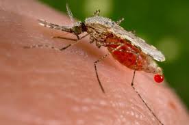 Image result for zika