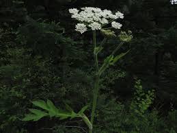 Heracleum L. | Plants of the World Online | Kew Science
