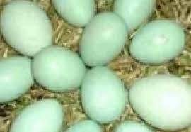 Imagini pentru ouale gainilor araucana