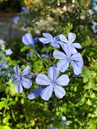 Plumbago - University of Florida, Institute of Food and Agricultural ...