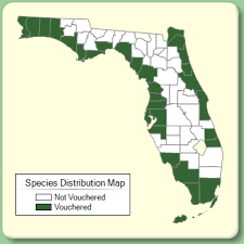 Spartina patens - Species Page - ISB: Atlas of Florida Plants