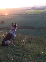Image result for Raising dogs on a country estate